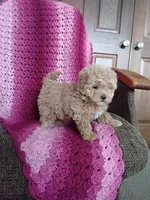 Bailey, a female Maltipoo for sale in Millersburg, OH – Photo 1 of 8