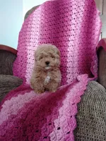 Bailey, a female Maltipoo for sale in Millersburg, OH – Photo 4 of 8