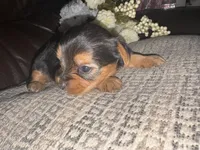 Betsy, a female Yorkshire Terrier for sale in California City, CA – 4 of 8