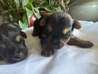 Betsy, a female Yorkshire Terrier for sale in California City, CA – 2 of 7