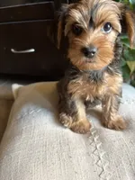 Kaylee, a female Yorkshire Terrier for sale in California City, CA – 3 of 6