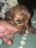 Molly, a female Yorkshire Terrier for sale in California City, CA – 4 of 10