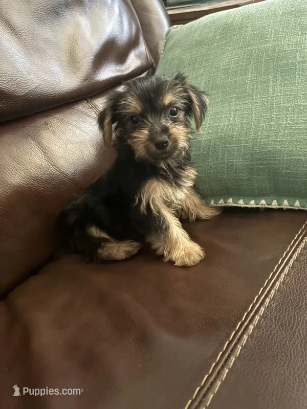 Kobe – Yorkshire Terrier puppy for sale in California City, CA
