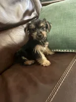 Kobe, a male Yorkshire Terrier for sale in California City, CA – 1 of 4