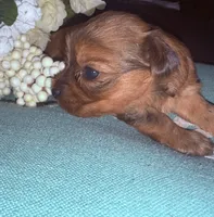 Molly, a female Yorkshire Terrier for sale in California City, CA – 7 of 10