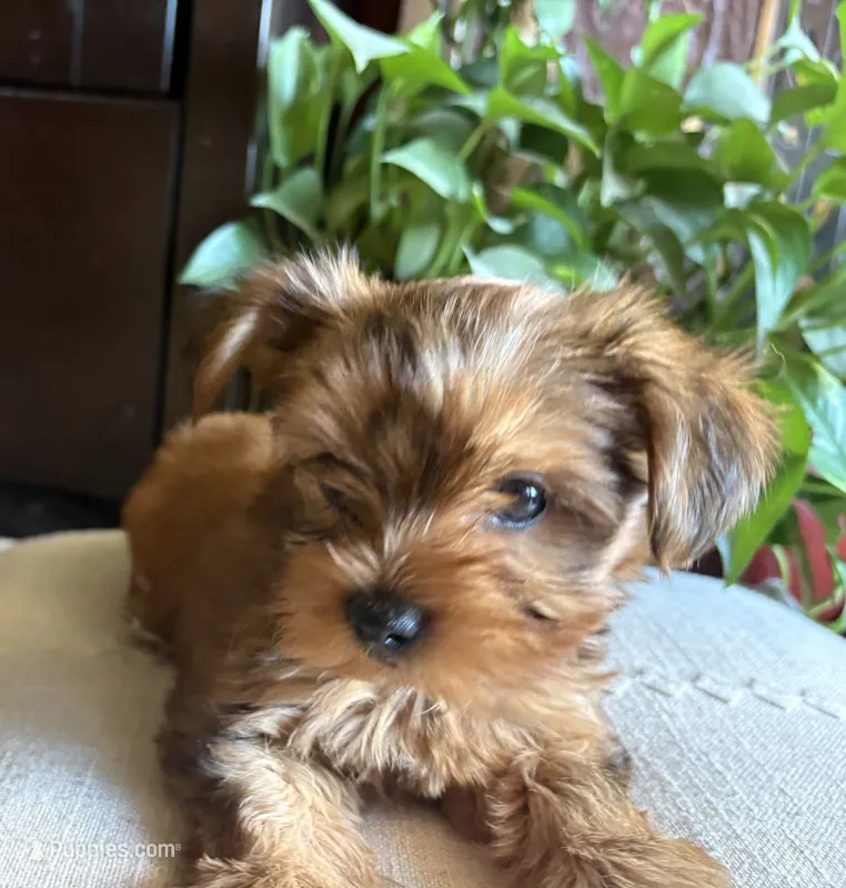Molly – Yorkshire Terrier puppy for sale in California City, CA
