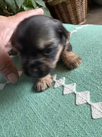 Betsy, a female Yorkshire Terrier for sale in California City, CA – 6 of 7