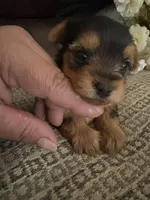 Betsy, a female Yorkshire Terrier for sale in California City, CA – 8 of 8