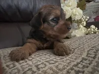 Kaylee, a female Yorkshire Terrier for sale in California City, CA – 8 of 8