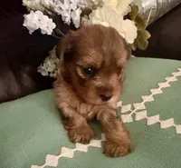 Molly, a female Yorkshire Terrier for sale in California City, CA – 1 of 10