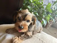 Kaylee, a female Yorkshire Terrier for sale in California City, CA – 5 of 6