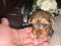 Kaylee, a female Yorkshire Terrier for sale in California City, CA – 2 of 8