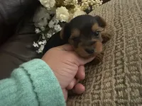 Betsy, a female Yorkshire Terrier for sale in California City, CA – 1 of 8