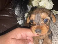 Kaylee, a female Yorkshire Terrier for sale in California City, CA – 7 of 8
