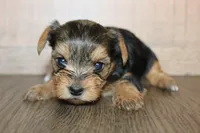 Lilly, a female Yorkshire Terrier for sale in California City, CA – 1 of 2