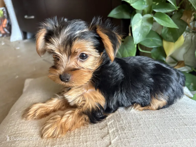 Betsy – Yorkshire Terrier puppy for sale in California City, CA