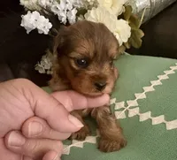 Molly, a female Yorkshire Terrier for sale in California City, CA – 9 of 10
