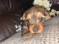 Kaylee, a female Yorkshire Terrier for sale in California City, CA – 5 of 8