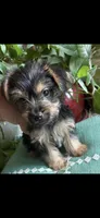 Daisy, a female Yorkshire Terrier for sale in California City, CA – 2 of 2