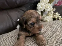 Kaylee, a female Yorkshire Terrier for sale in California City, CA – 1 of 8