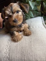 Lilly, a female Yorkshire Terrier for sale in California City, CA – 4 of 5