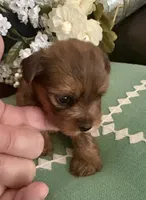 Molly, a female Yorkshire Terrier for sale in California City, CA – 2 of 10