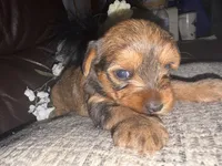 Kaylee, a female Yorkshire Terrier for sale in California City, CA – 3 of 8