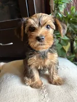 Lilly, a female Yorkshire Terrier for sale in California City, CA – 5 of 5