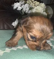 Molly, a female Yorkshire Terrier for sale in California City, CA – 8 of 10