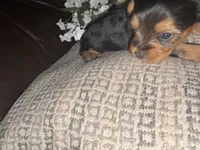 Betsy, a female Yorkshire Terrier for sale in California City, CA – 2 of 8