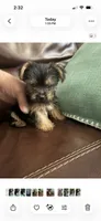 Dylan, a male Yorkshire Terrier for sale in California City, CA – 2 of 2