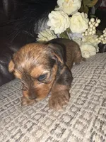 Kaylee, a female Yorkshire Terrier for sale in California City, CA – 4 of 8