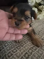 Betsy, a female Yorkshire Terrier for sale in California City, CA – 7 of 8