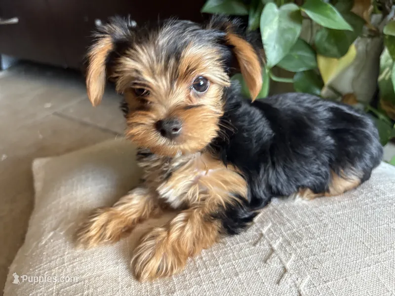 Betsy – Yorkshire Terrier puppy for sale in California City, CA