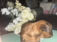 Molly, a female Yorkshire Terrier for sale in California City, CA – 3 of 10