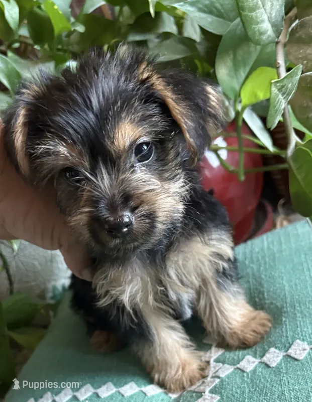 Dylan – Yorkshire Terrier puppy for sale in California City, CA