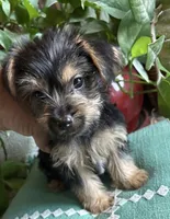 Dylan, a male Yorkshire Terrier for sale in California City, CA – 1 of 2