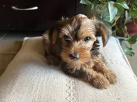 Kaylee, a female Yorkshire Terrier for sale in California City, CA – 4 of 6