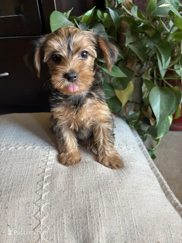 Kaylee – Yorkshire Terrier puppy for sale in California City, CA