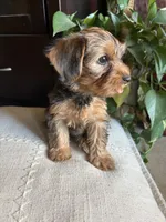 Kaylee, a female Yorkshire Terrier for sale in California City, CA – 6 of 6
