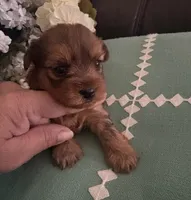 Molly, a female Yorkshire Terrier for sale in California City, CA – 5 of 10