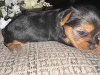 Betsy, a female Yorkshire Terrier for sale in California City, CA – 5 of 8