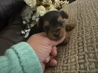 Betsy, a female Yorkshire Terrier for sale in California City, CA – 6 of 8