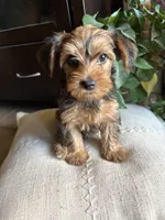 Kaylee, a female Yorkshire Terrier for sale in California City, CA – 2 of 6
