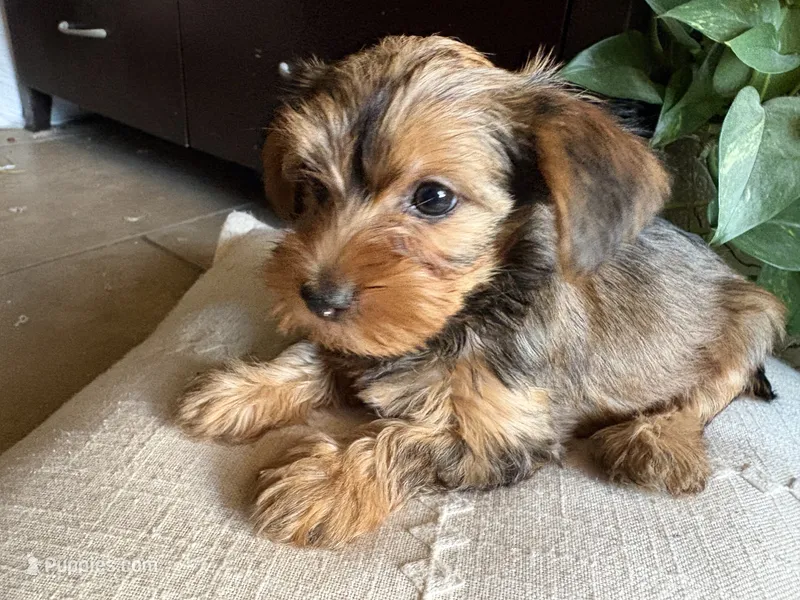 Lilly – Yorkshire Terrier puppy for sale in California City, CA