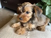 Lilly, a female Yorkshire Terrier for sale in California City, CA – 1 of 5