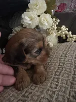 Kaylee, a female Yorkshire Terrier for sale in California City, CA – 6 of 8