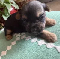 Betsy, a female Yorkshire Terrier for sale in California City, CA – 4 of 7