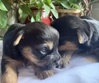 Betsy, a female Yorkshire Terrier for sale in California City, CA – 7 of 7