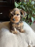 Lilly, a female Yorkshire Terrier for sale in California City, CA – 2 of 5